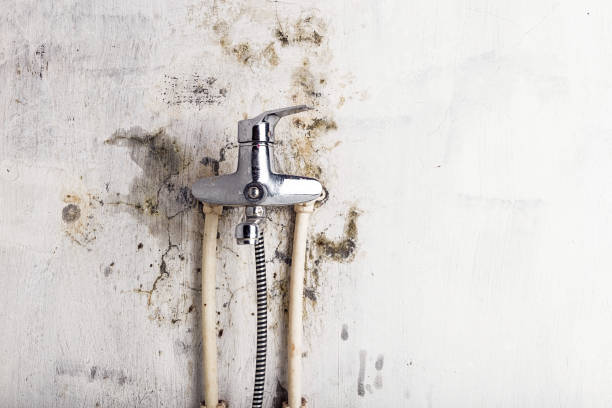 Professional Mold Removal in Ahtanum, WA
