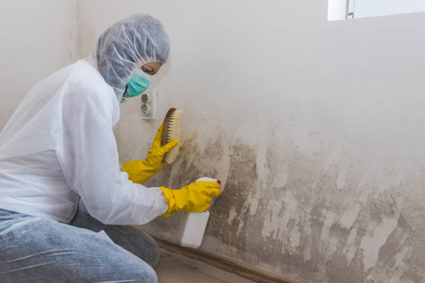 Best Local Mold Removal Service  in Ahtanum, WA