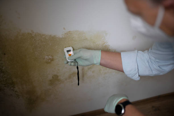 Mold Removal and Inspection in Ahtanum, WA